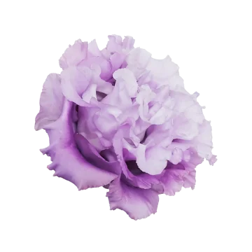 トルコギキョウ